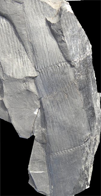 Calamites cistii